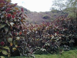 Cas d'invasion du Miconia calvescens à Tahiti. Crédit : J-Y MEYER