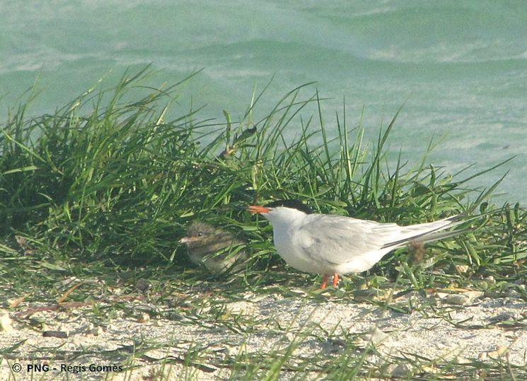 Dougall avec poussin_PF